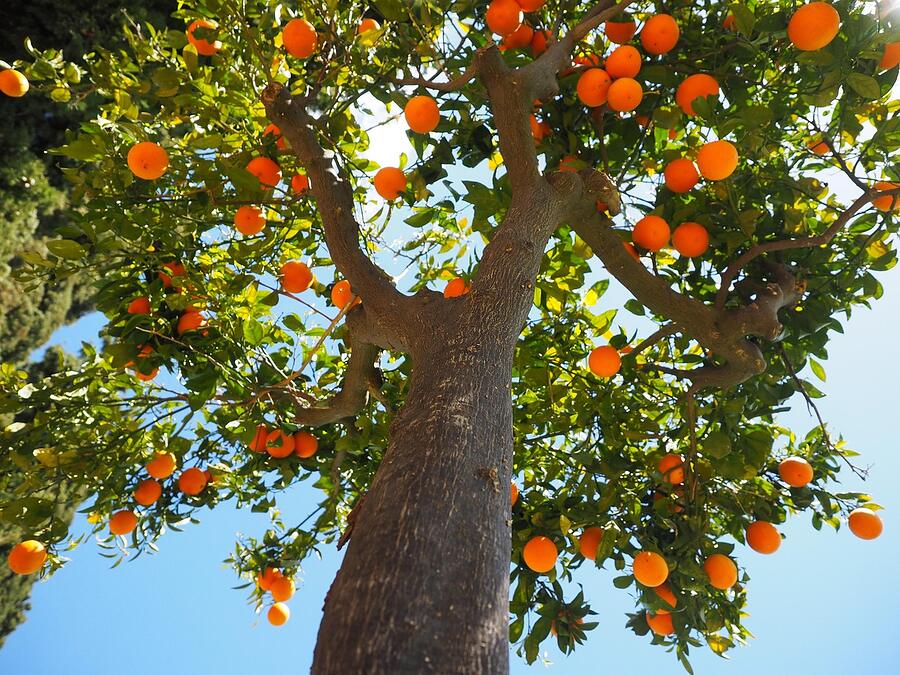 Ripe oranges hanging on a backyard tree, the food supply that holds roof rats on a block