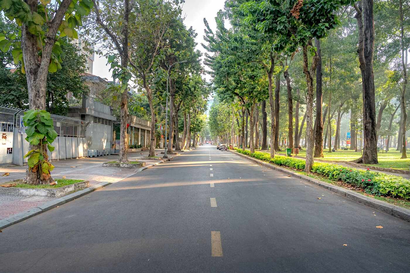 A Sacramento residential street running under a closed canopy of mature shade trees