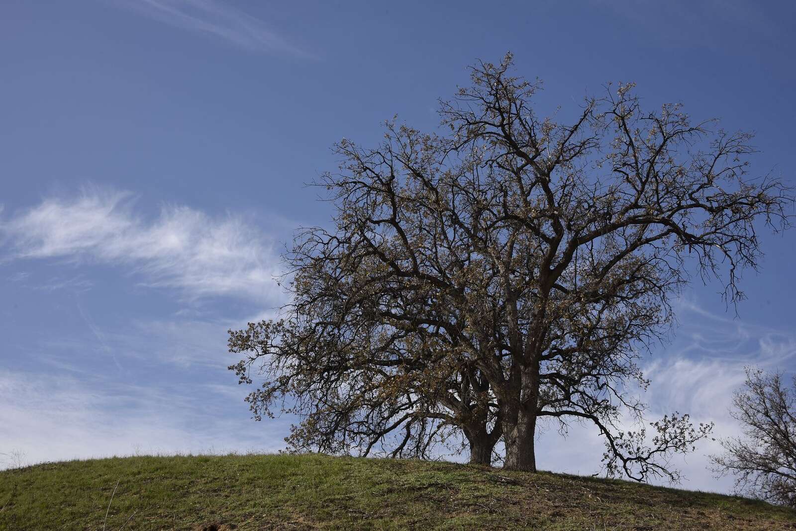A single oak standing on dry golden ground near Fair Oaks