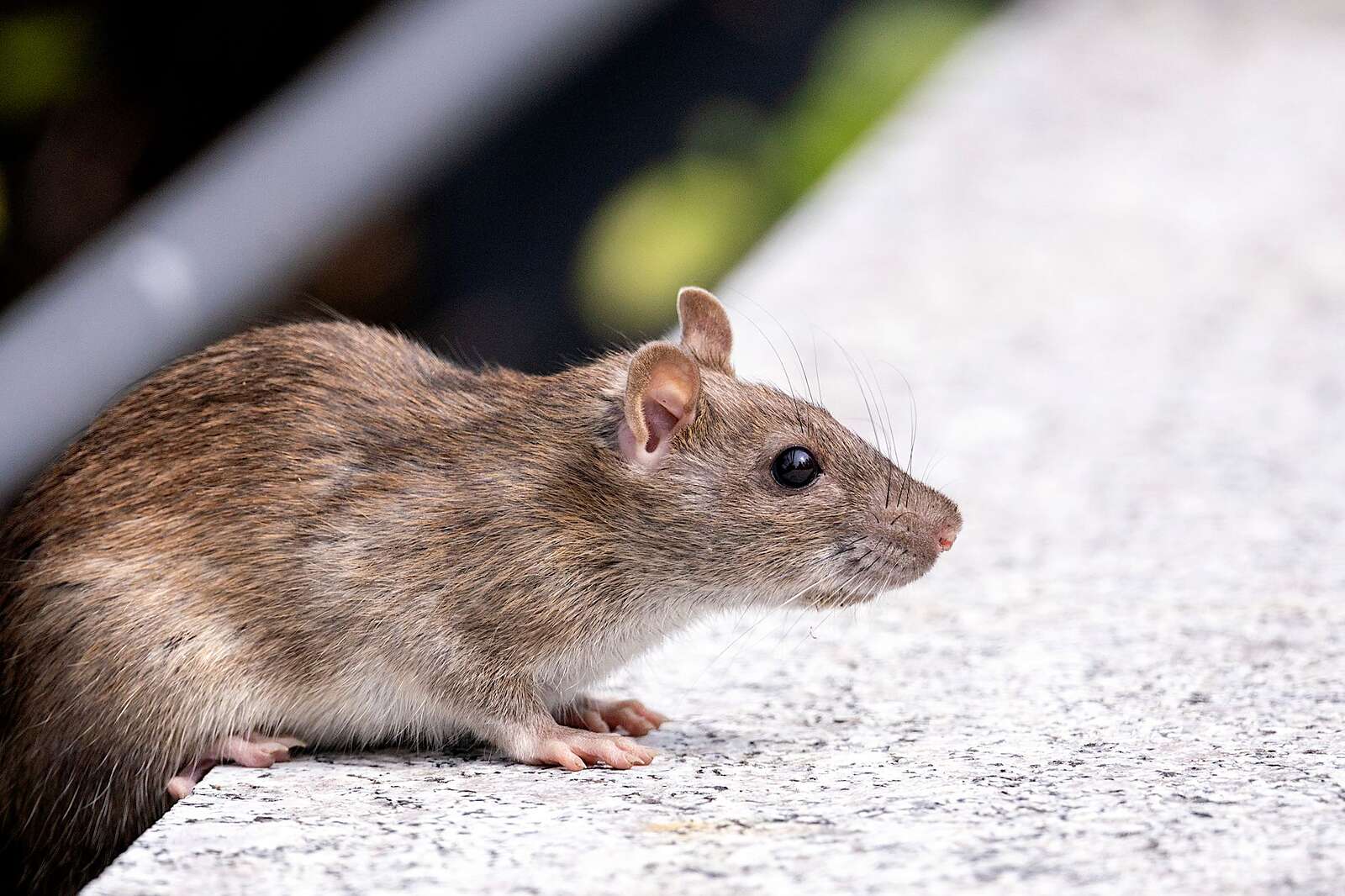 A Norway rat on bare concrete beside a wall, the ground level this species works