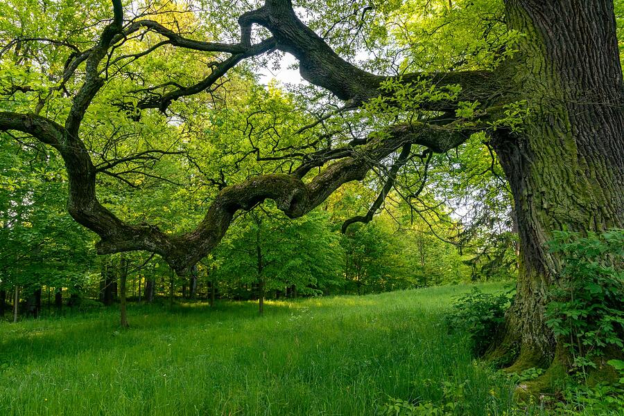 Heavy oak limbs reaching across a park lawn