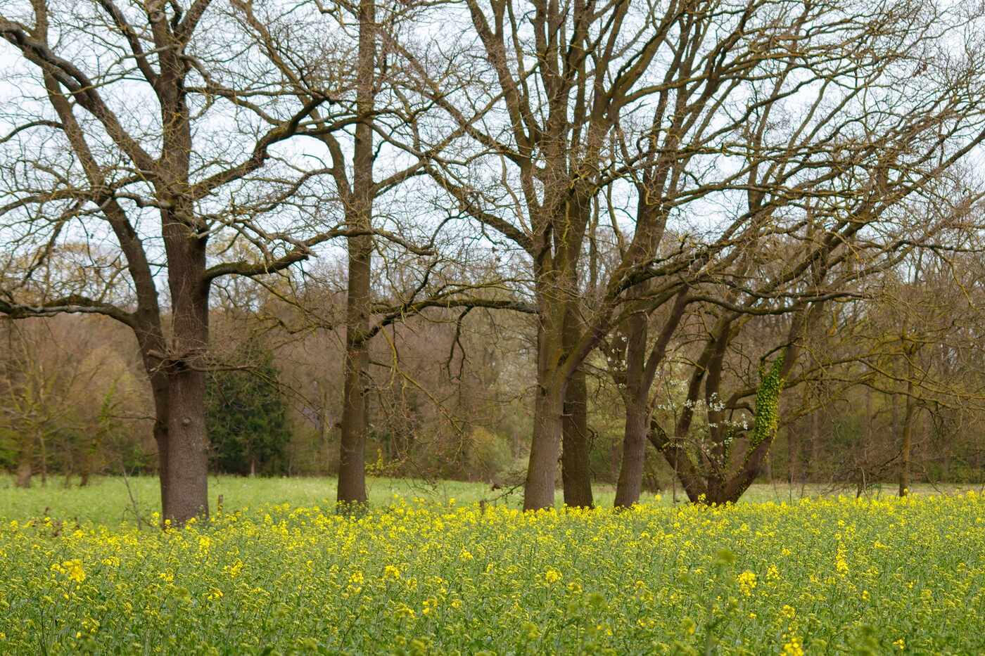 An oak in a meadow of wildflowers outside Davis