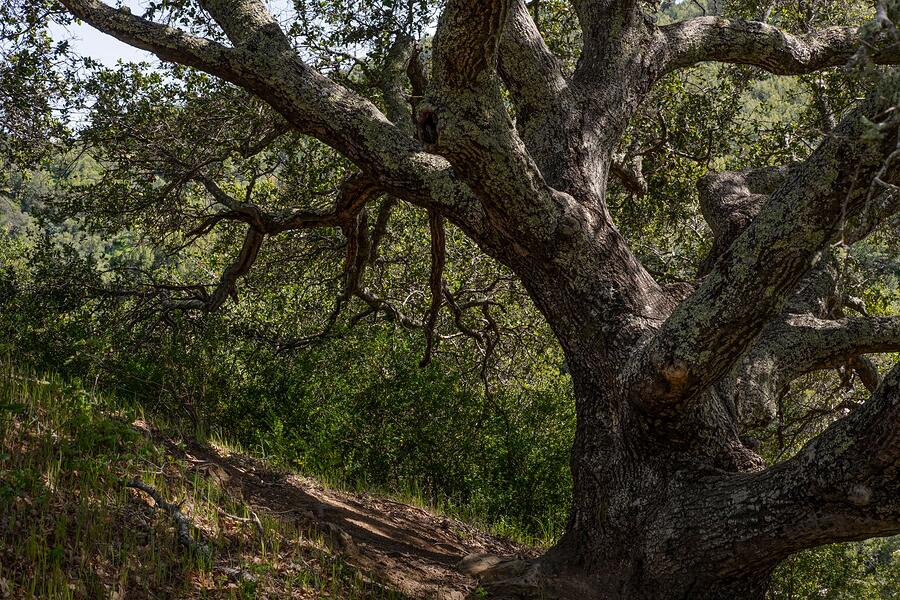 The trunk and heavy lower limbs of a mature oak