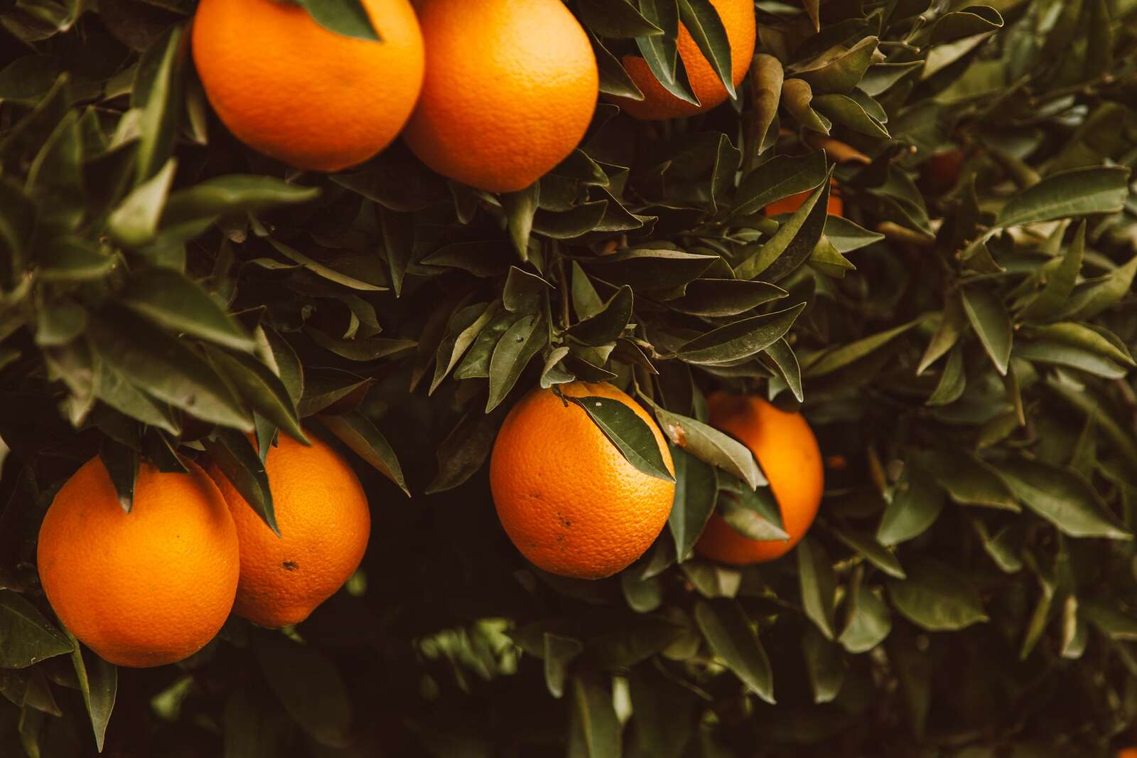 Oranges hanging on a branch with leaves behind them