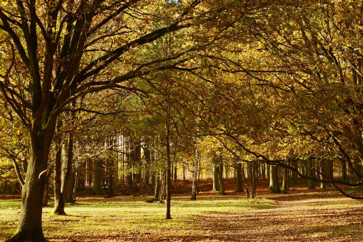 Mature park trees in autumn color beside a lawn in Land Park