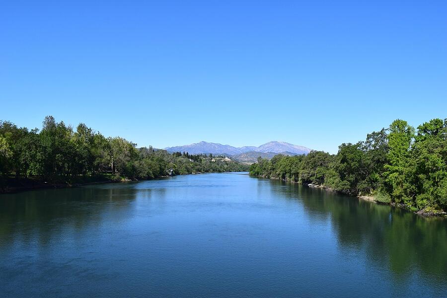 Trees along the bank of the Sacramento River