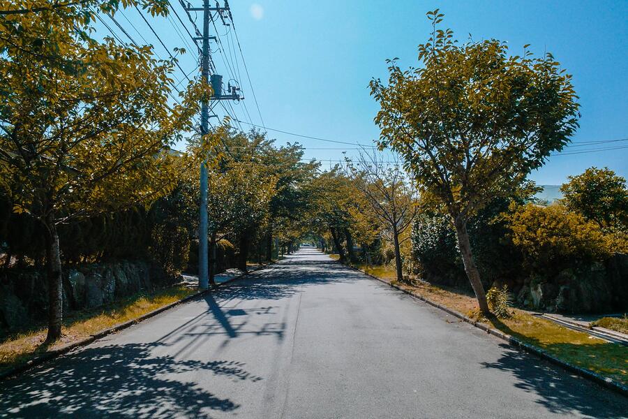 A quiet Sacramento street with street trees meeting above the roadway