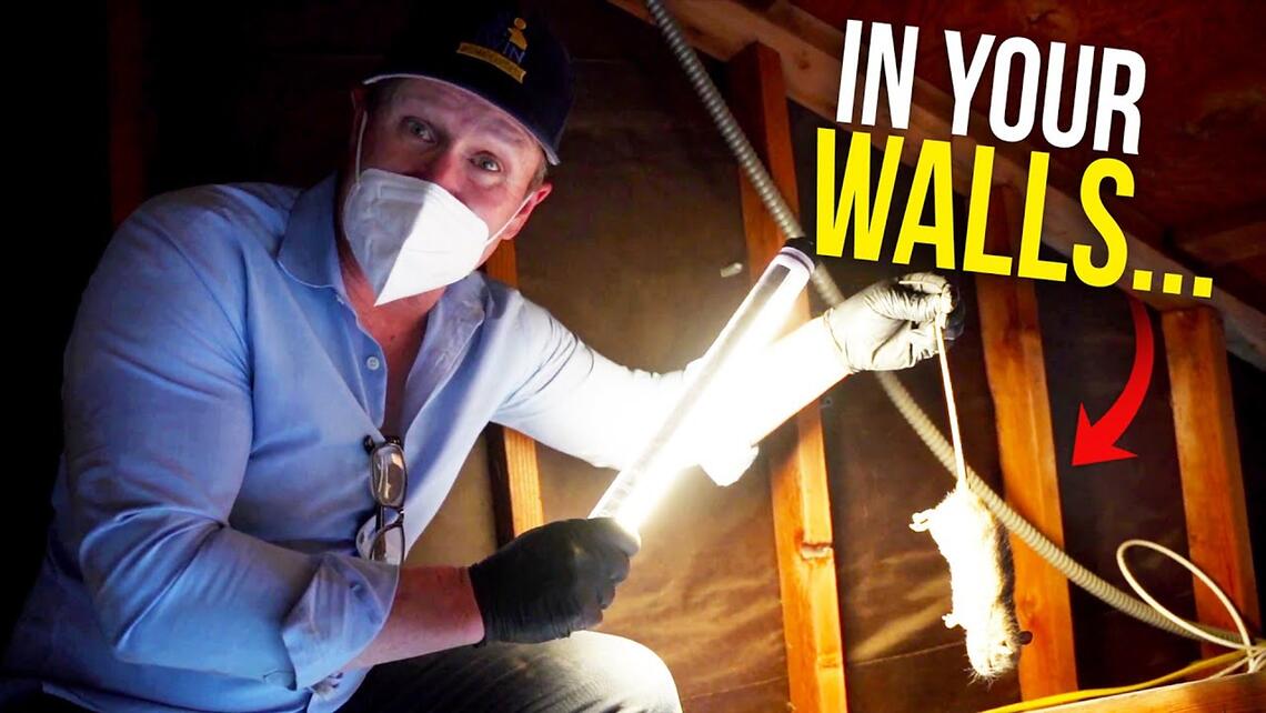 Video preview: Rodents in your walls? Here's what you do